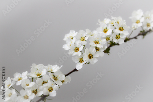 white flowers on a white background