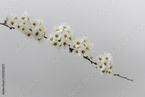 branch of a blossoming cherry