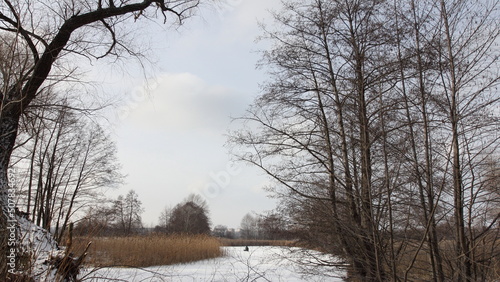 trees in the snow