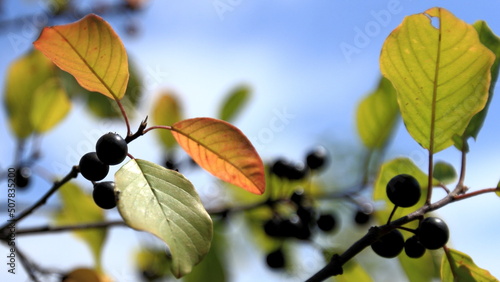 autumn leaves against blue sky