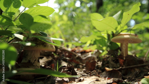 mushrooms in the forest