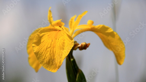 yellow daffodil flower