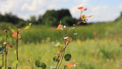 poppies in the field