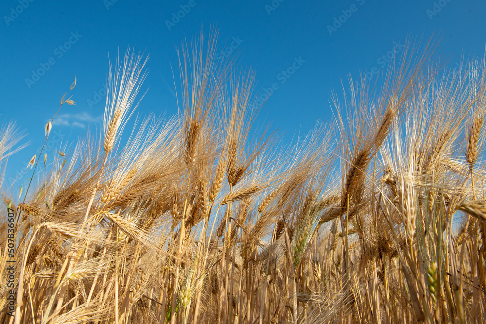 Golden cereals grows in field over bluee sky. Grain crops. Spikelets of wheat, June. Important food grains