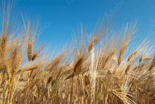 Golden cereals grows in field over blue sky. Grain crops. Spikelets of wheat, June. Important food grains
