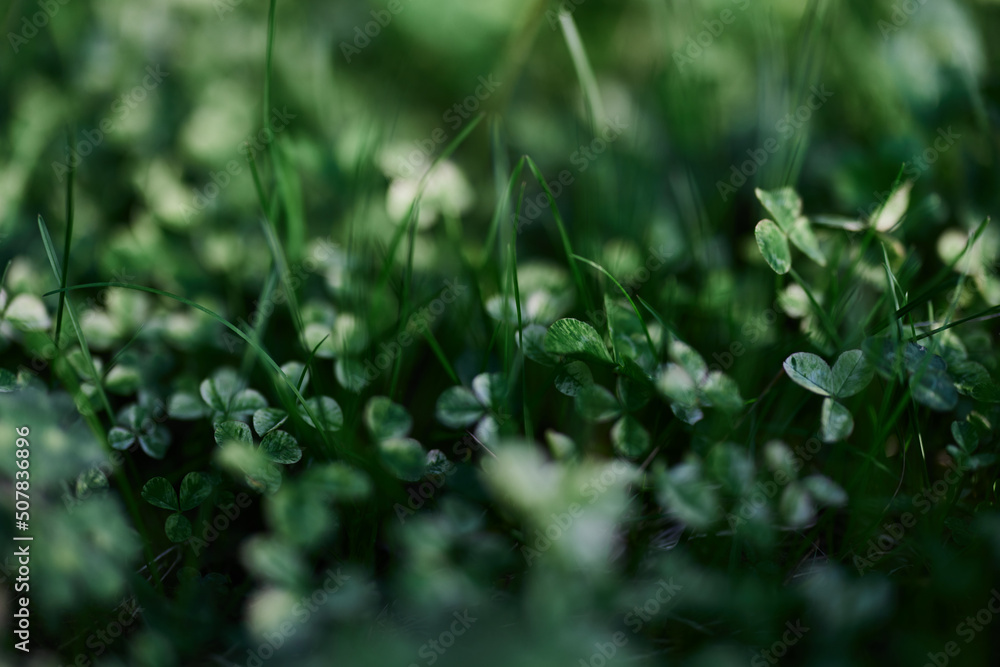Green grass botany and nature landscaping for the home area, landscaping and taking care of nature and the environment Green grass botany and nature landscaping for the home area, landscaping and taking care of nature and the environment