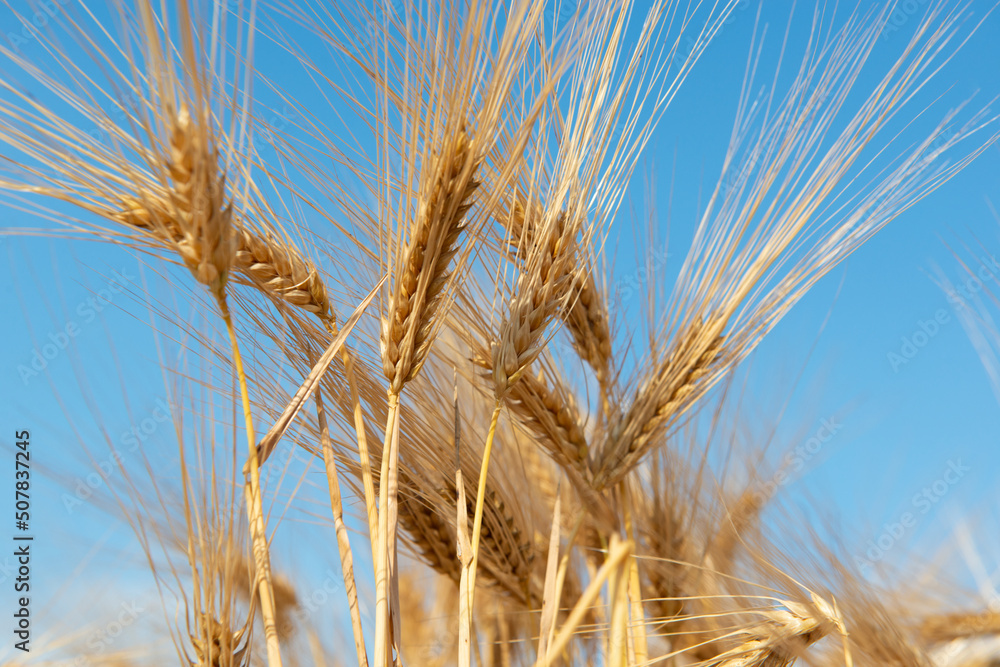 Golden cereals grows in field over blue sky. Grain crops. Spikelets of wheat, June. Important food grains Golden cereals grows in field over blue sky. Grain crops. Spikelets of wheat, June. Important food grains