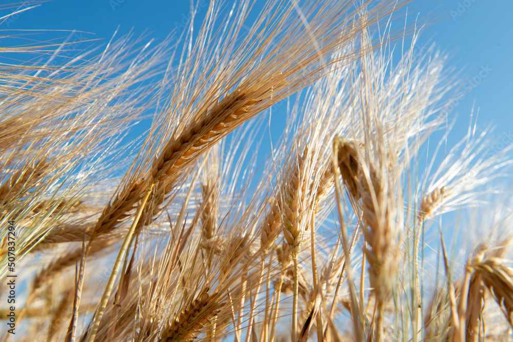 Golden cereals grows in field over blue sky. Grain crops. Spikelets of wheat, June. Important food grains