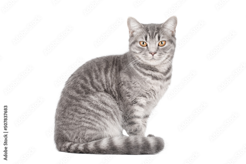 striped gray cat sitting and looking straight ahead isolated