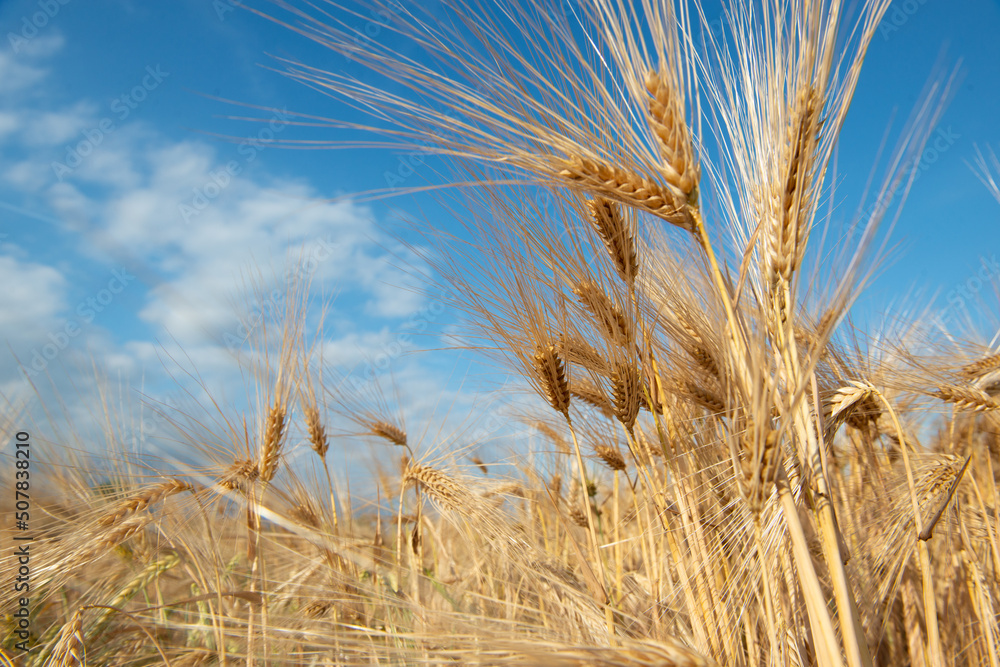 Golden cereals grows in field over blue sky. Grain crops. Spikelets of wheat, June. Important food grains Golden cereals grows in field over blue sky. Grain crops. Spikelets of wheat, June. Important food grains
