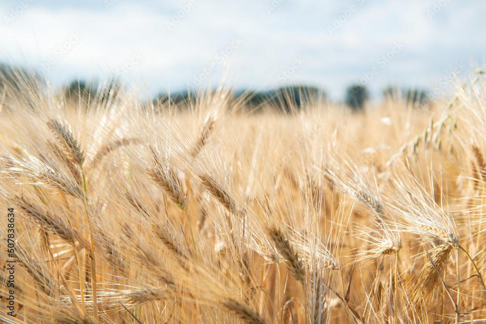 Wheat. Golden field of cereals. Grain crops. Spikelets closeup, sunny June. Important food grains