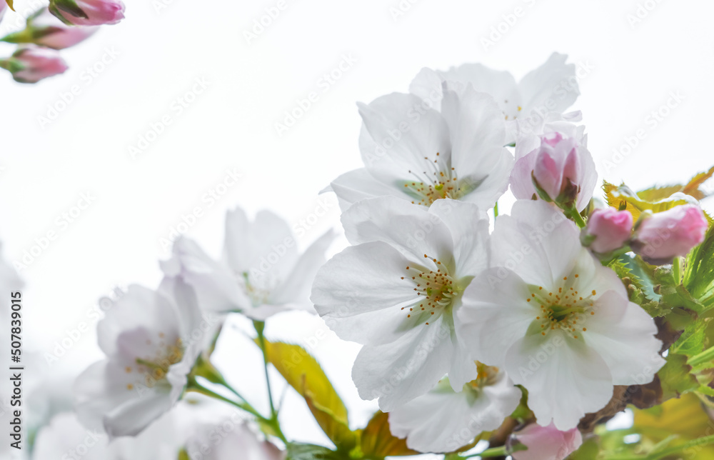 White flowers of fruit tree blossoming in spring, tree branch flowers, soft focus floral background, copy space White flowers of fruit tree blossoming in spring, tree branch flowers, soft focus floral background, copy space
