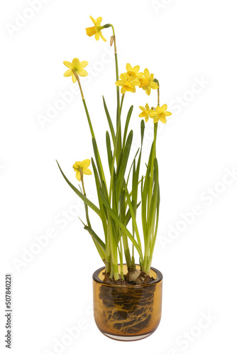 Narcisses en pot