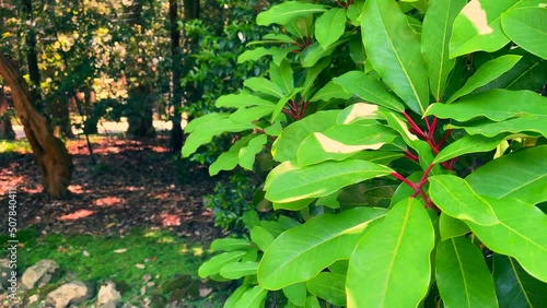 Summer green