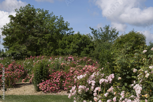 Fototapeta Naklejka Na Ścianę i Meble -  Roseraie d'un parc floral
