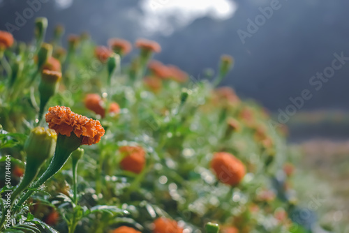 Tagetes is a genus of annual or perennial, mostly herbaceous plants in the sunflower family (Asteraceae). It was described as a genus by Carl Linnaeus in 1753. © Sandipan Panja
