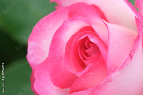 Pink rosebud macro closeup. Fresh rose flower pastel rose colour. Defocused nature background  selective focus. Close-up of rose petals. Coral pink pastel color