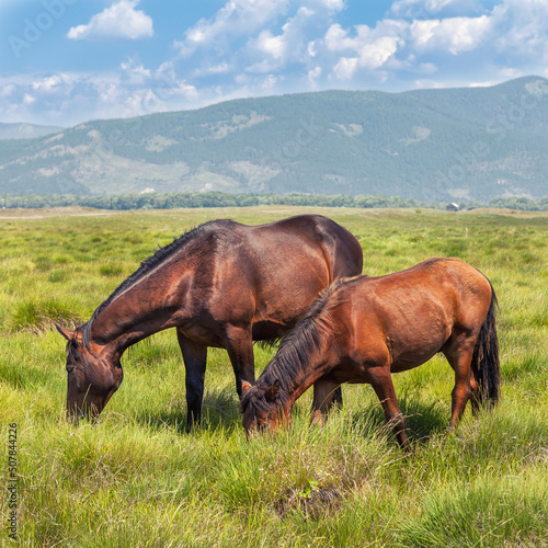 Brown horse and foal stand on green meadow and graze grass on the farmland. Group of farming animals on pasture.