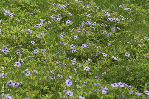 Forest of Flowers. the beauty of the flower fields. beautiful purple flower field