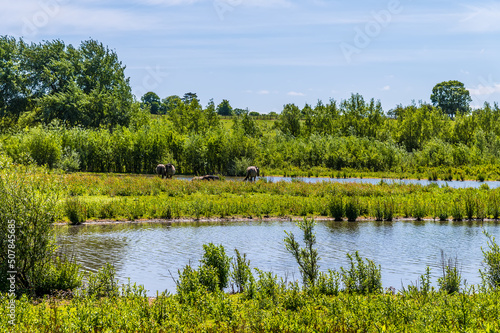 A view across the Ouse Valley Park towards grazing ponies at Wolverton, UK in summertime