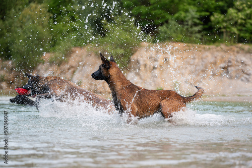 Belgian malinois dogs playing in the water © Gajus