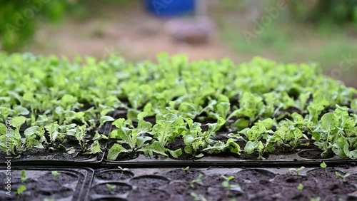 Young organic green oak lettuce on soil tray for cultivate