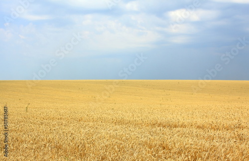 Beautiful Ukrainian landscape with blue sky and yellow ears of wheat as symbol of colors of the Ukrainian flag, Ukrainian symbols and the Ukrainian patriotism
