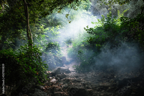 Mysterious, foggy forest pathway. Ida Mountain (Kazdaglari) National Park. © Seda Servet