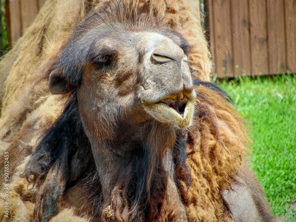 An old camel lies in the yard, close-up