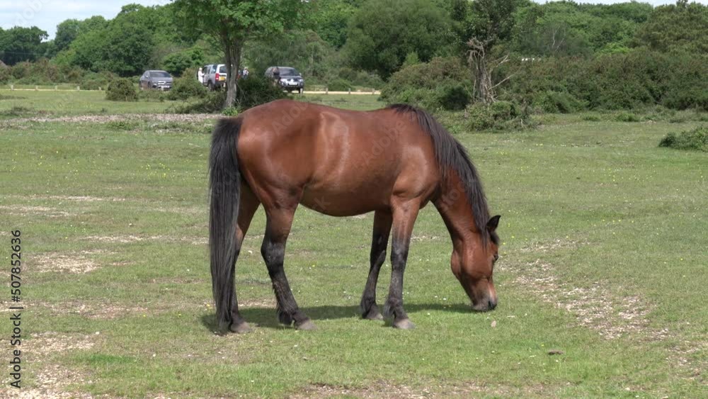 New Forest pony Hampshire England UK closeup of beautiful brown equine animal grazing New Forest pony Hampshire England UK closeup of beautiful brown equine animal grazing
