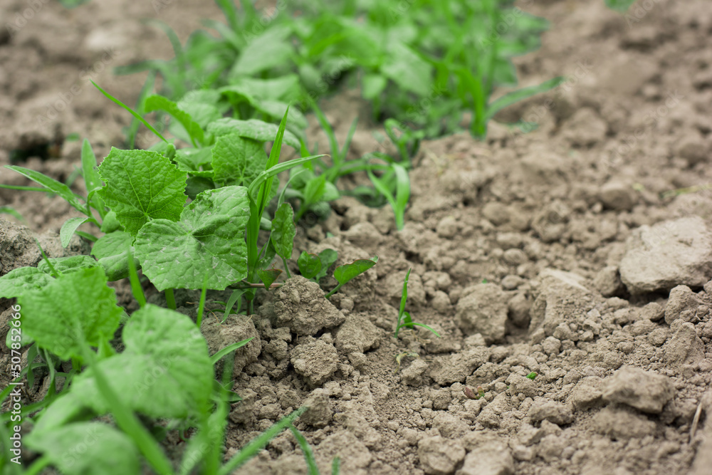 young sprouts of cucumbers in the vegetable garden young sprouts of cucumbers in the vegetable garden