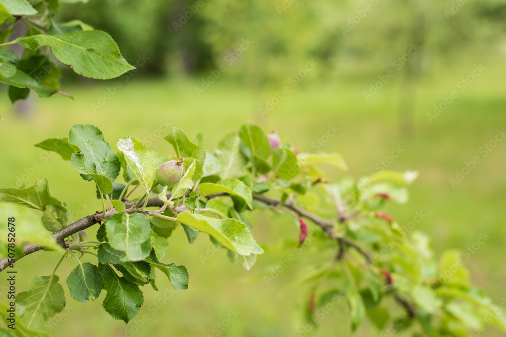 young apples ripen on a branch young apples ripen on a branch