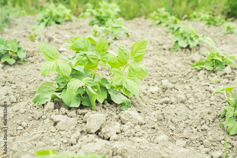 young beans in the garden