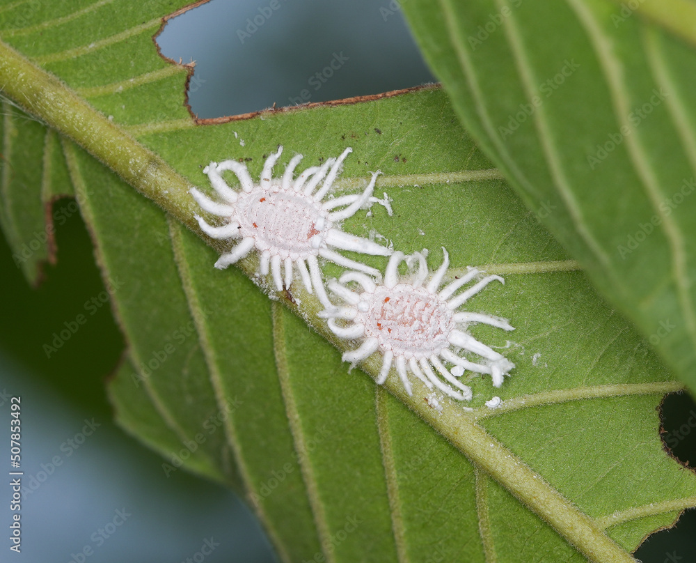 Cotton mealybug, Phenacoccus solenopsis (Hemiptera Pseudococcidae) is