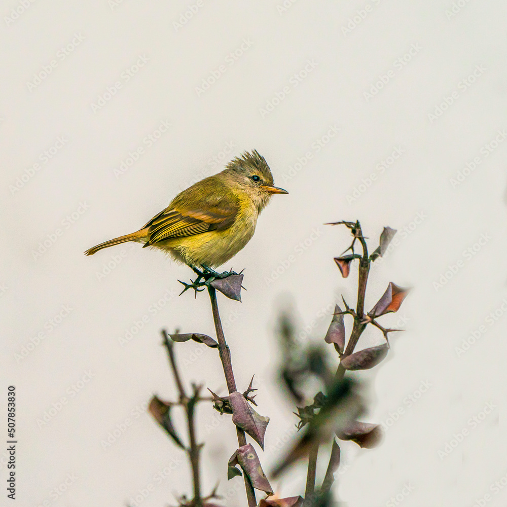 Fototapeta premium Hooded siskin