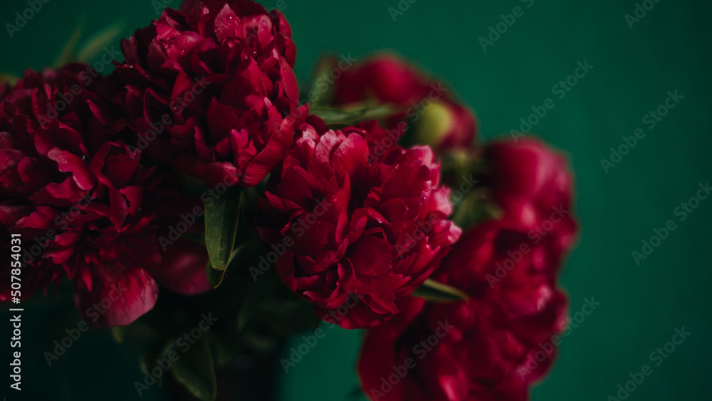 Red peonies on a green wall background