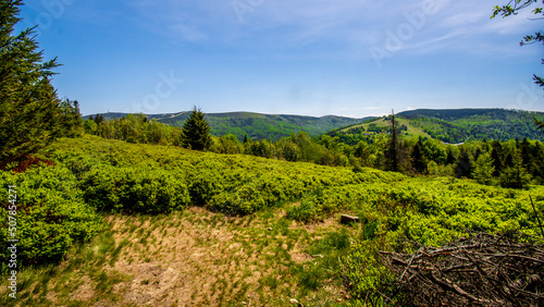 Fototapeta Naklejka Na Ścianę i Meble -  Krzaki jagód w beskidach - Berry bushes in the beskids