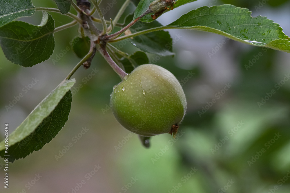 Close-up of green young apples on a branch in a garden plot