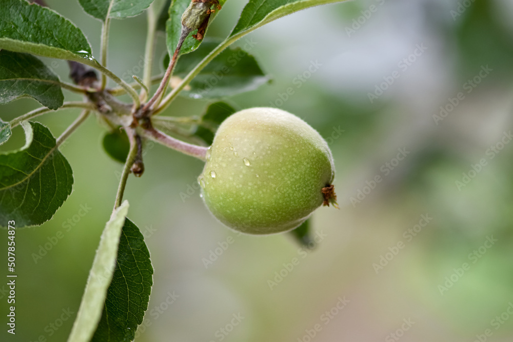 Obraz premium Close-up of green young apples on a branch in a garden plot