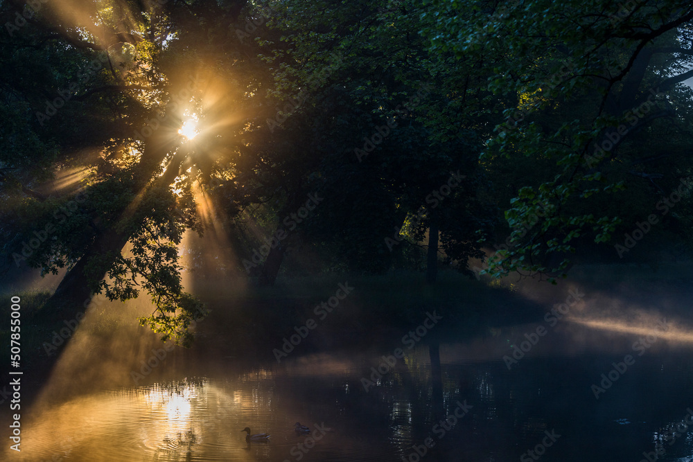 Stockholm, Sweden The early morning sun shines through the forest in the Drottningholm gardens. Stockholm, Sweden The early morning sun shines through the forest in the Drottningholm gardens.