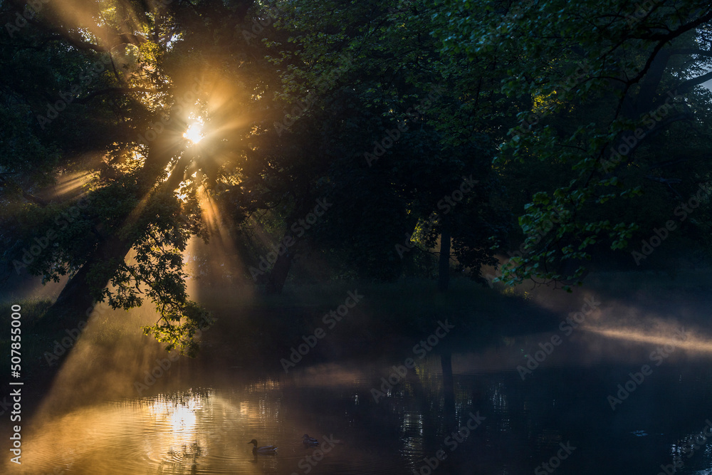 Stockholm, Sweden The early morning sun shines through the forest in the Drottningholm gardens.  