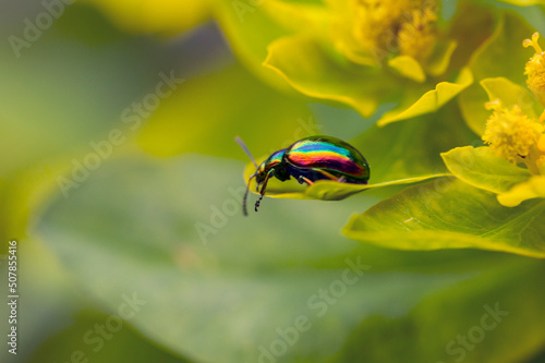 Iridescent beetle chrysomelidae of bright colors runs on a green leaf. photo