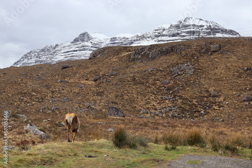 Glen Torridon Spidean a' Choire Lèith (Liathach) deer scotland highlands munros