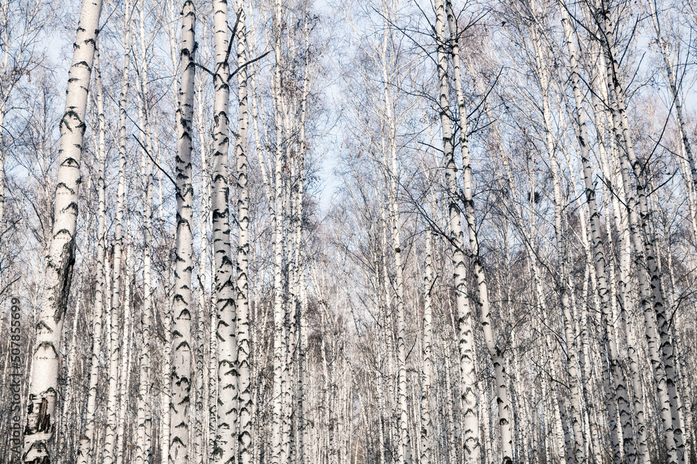 Birch forest against the blue sky. Bare tree trunks without leaves. White birch trees.