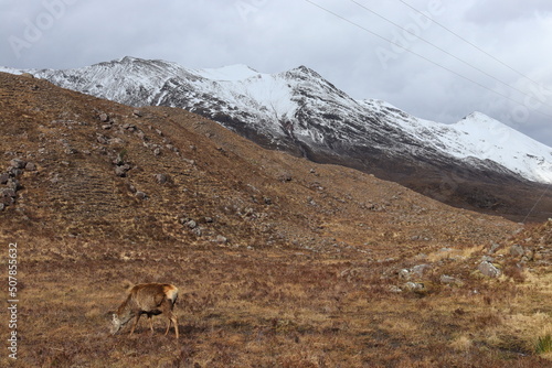 Glen Torridon Spidean Coire nan Clach (Beinn Eighe) deer scotland highlands munros photo