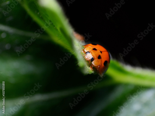 Small world of ladybug © monkeyDluffy