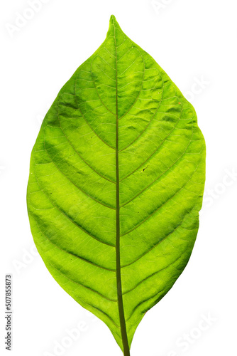 close up leaf texture in sunlight on white background