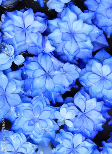 水の中の青い花