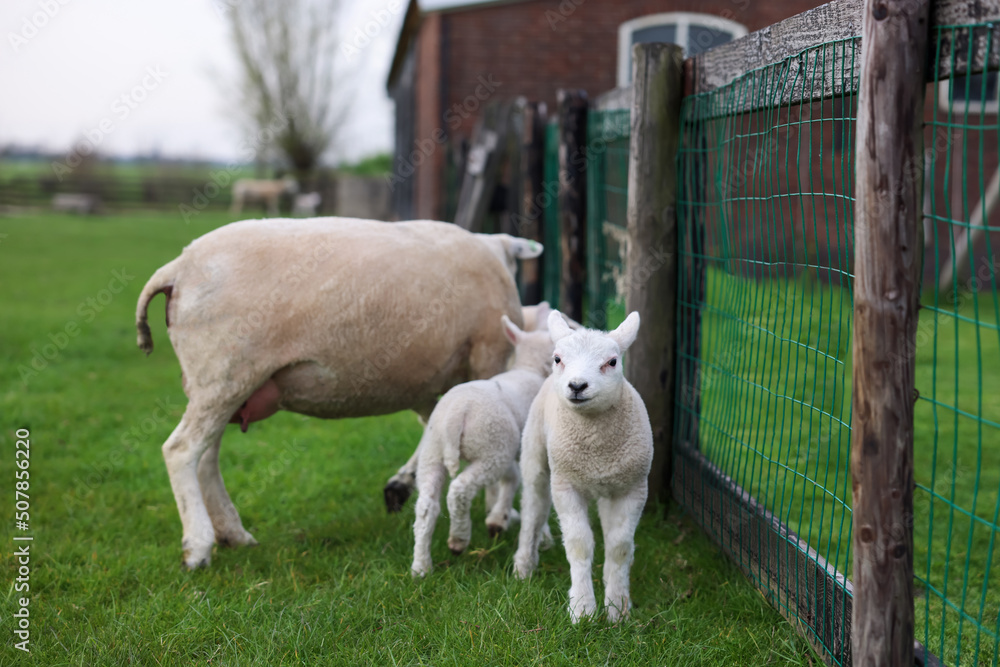 Obraz premium Beautiful sheep with cute lambs near fence in farmyard