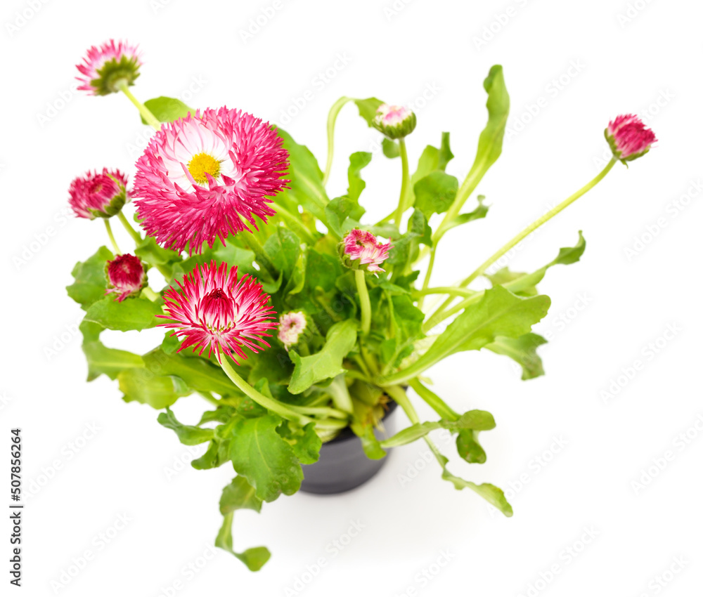 Obraz premium Pink daisies with leaves in a pot.